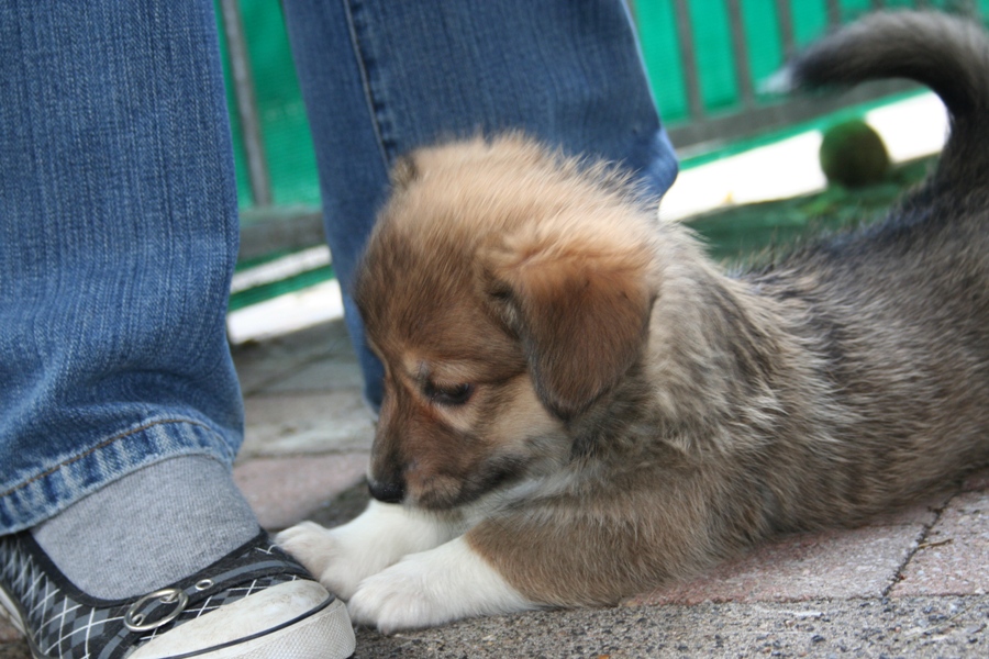 Puppies